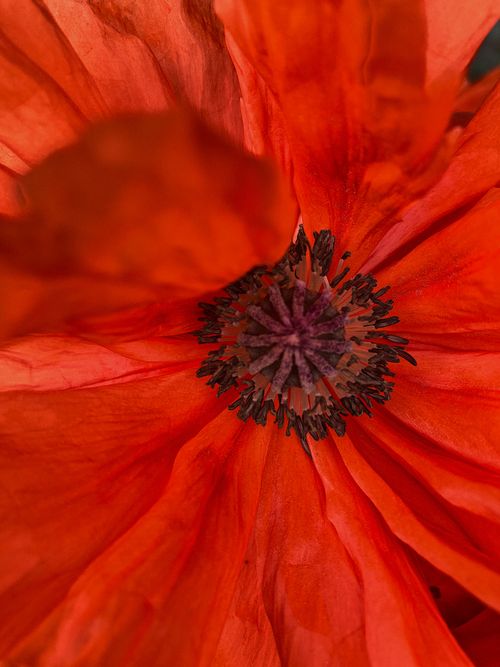 Free Detailed macro shot of a vibrant red poppy flower showcasing its intricate stamen. Stock Photo