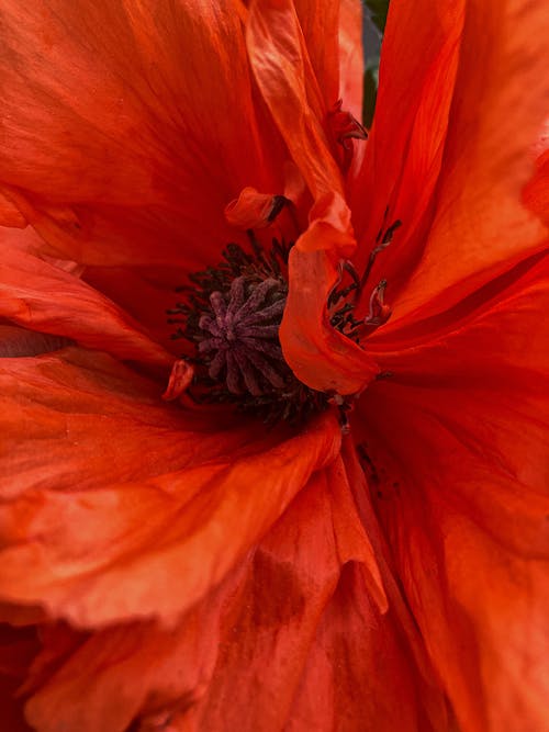 The Stamen of Red Poppy Flower in Bloom Close Up Photo