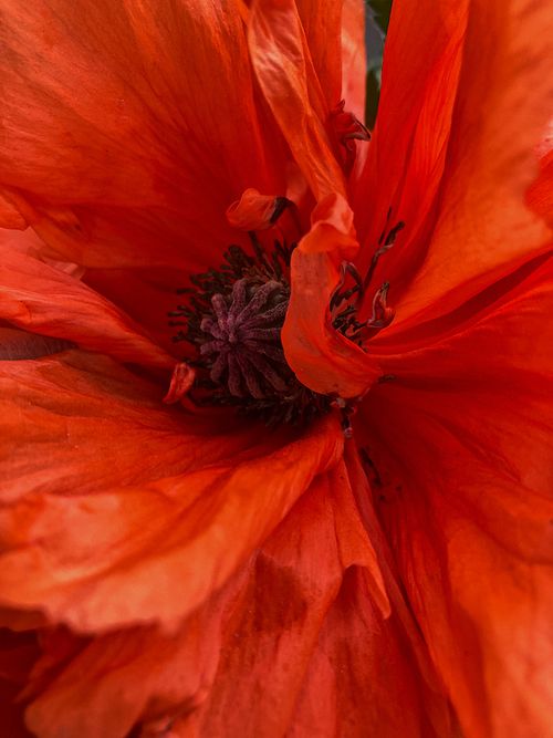Free Stunning close-up of a red poppy flower capturing its vivid petals and intricate stamen. Stock Photo