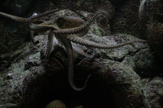 Captivating image of an octopus exploring its rocky underwater environment.