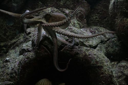 Free Captivating image of an octopus exploring its rocky underwater environment. Stock Photo