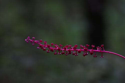 Gratis lagerfoto af lavt fokus, lyserøde blomster, makrofotografering