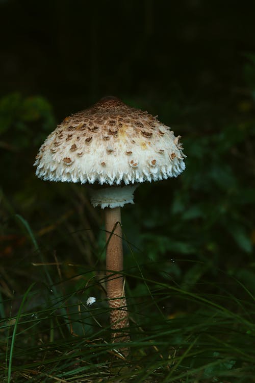 Foto profissional grátis de cogumelo, grama verde, tiro vertical