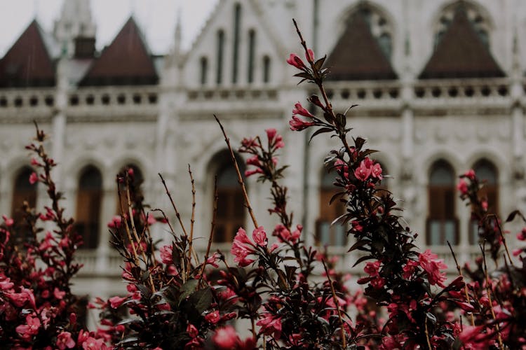 Flowers And Hungary Parliament Behind