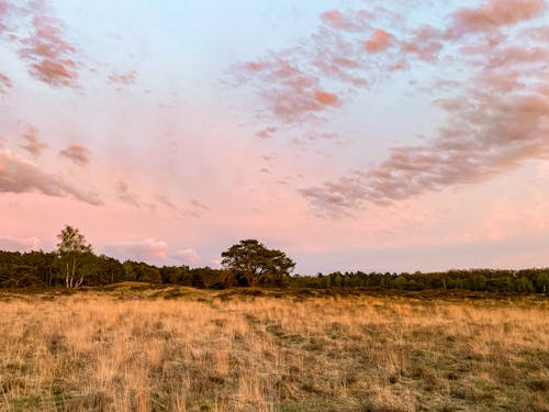 Immagine gratuita di natura, natura meravigliosa, ora d'oro