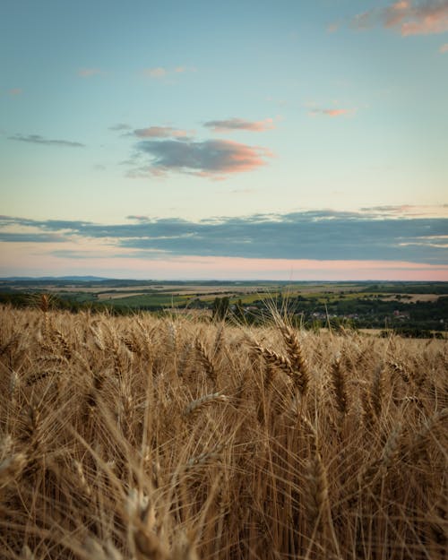 Gratis stockfoto met akkerland, boerderij, gewassen