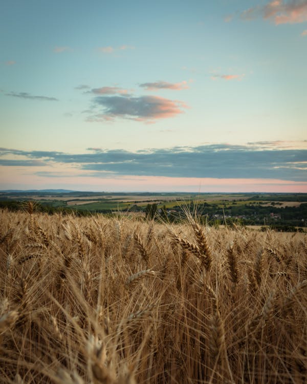 Wheat Grass Field Under Sunset Sky