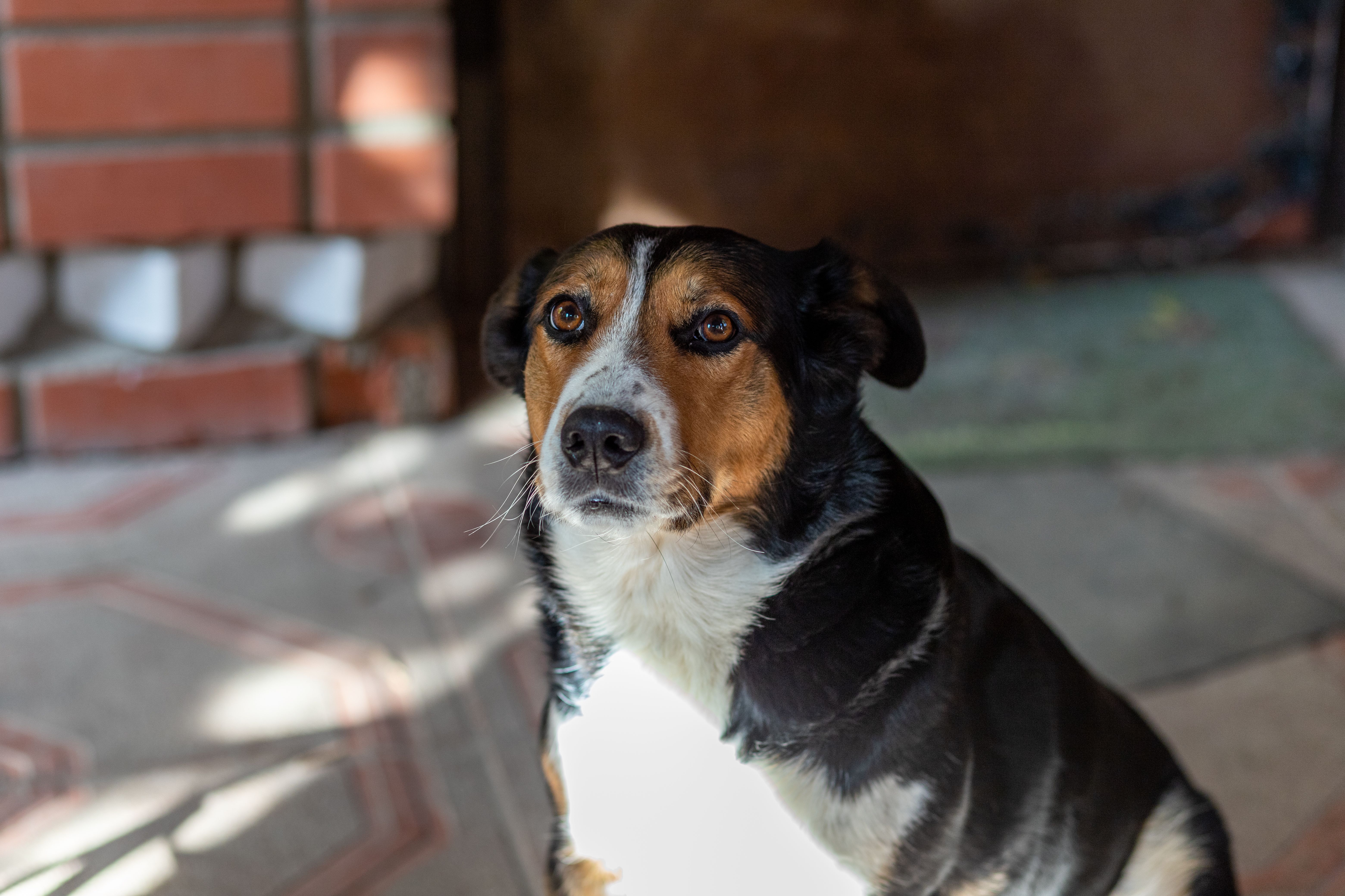 Hund blickt aufmerksam in die Kamera