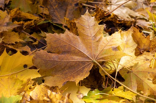 Free Macro Shot of Maple Leaves Stock Photo