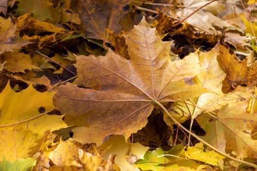 Detailed macro view of yellow and brown maple leaves in autumn.. detailed, macro, view