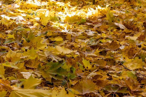 Free Yellow and Brown Maple Leaves on Ground Stock Photo