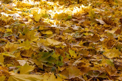 Photos gratuites de automne, feuilles d'érable, moulu