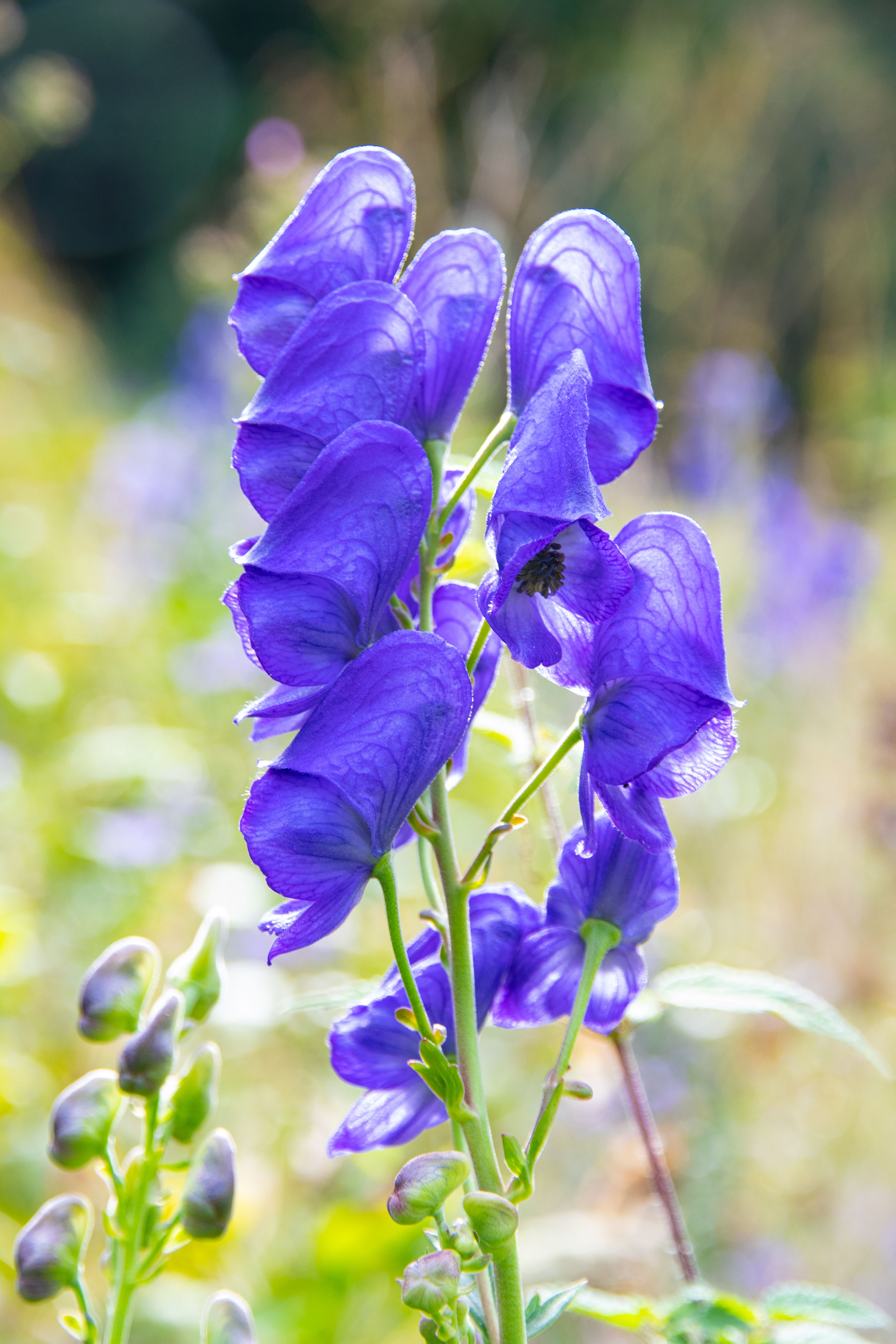 Purple Flowers in the Garden · Free Stock Photo