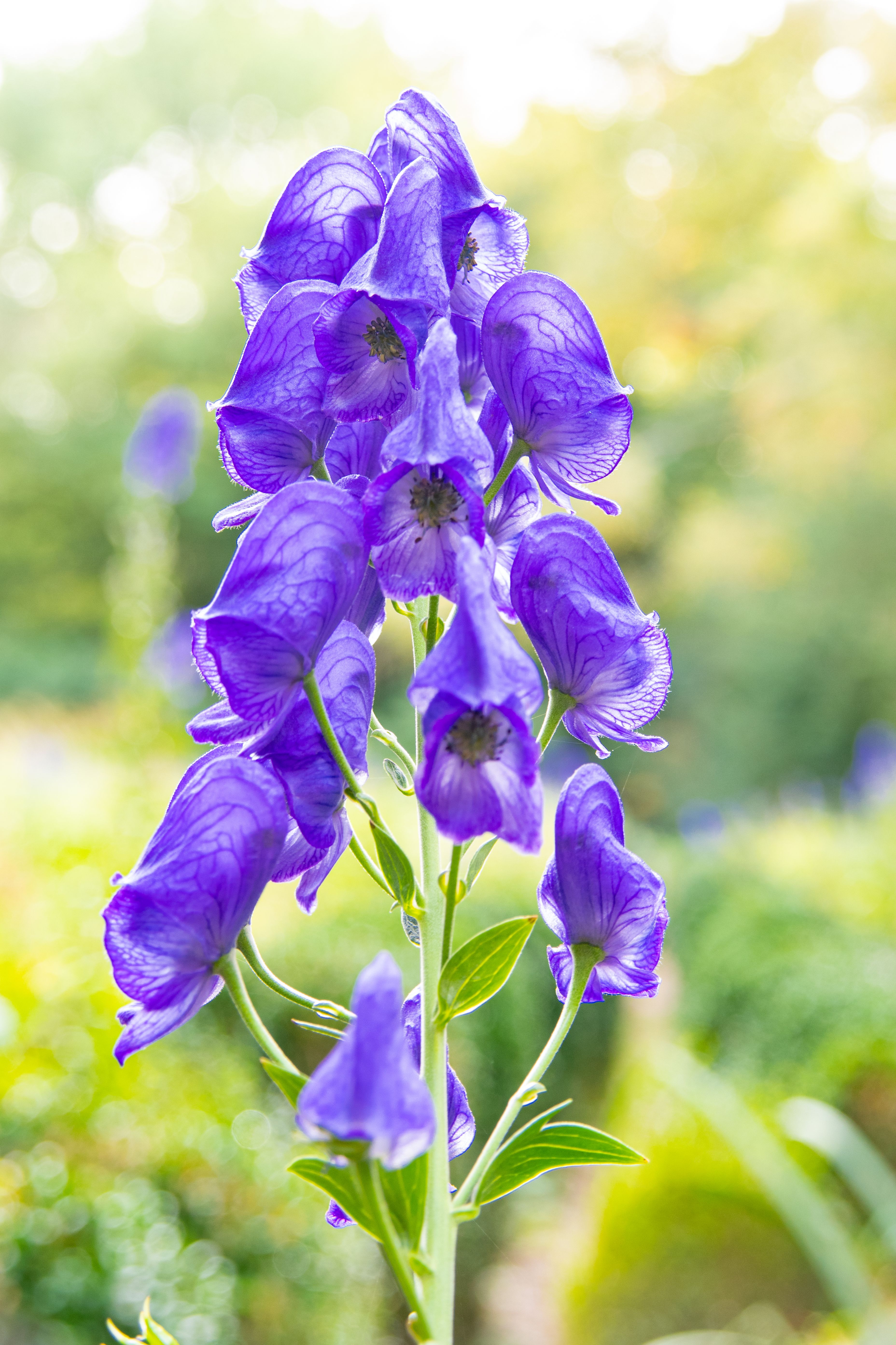 Close-up of vibrant purple monkshood flowers blooming in a lush outdoor setting.