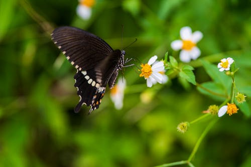 Black Butterfly Feeding on Blooming Wildflower