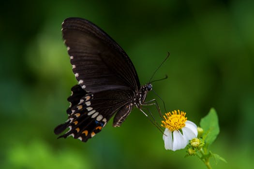 Close-up of a swallowtail butterfly perched on a white flower in Taipei, Taiwan.