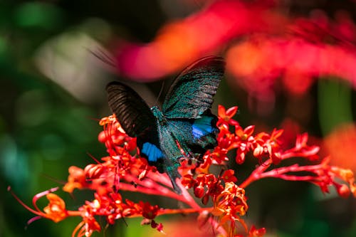 Macro Shot of a Butterfly Perched on Red Flowers