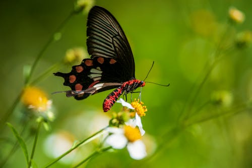 Бесплатное стоковое фото с бабочка, желтый цветок, крылья
