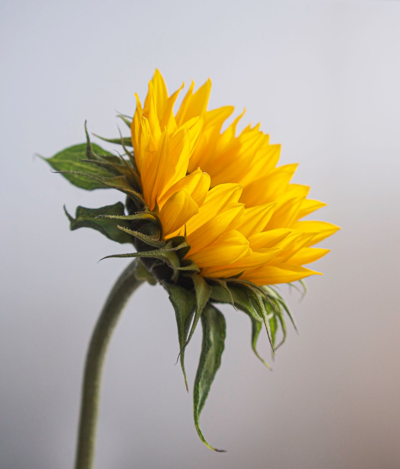 Close Up Photo Of A Sunflower · Free Stock Photo