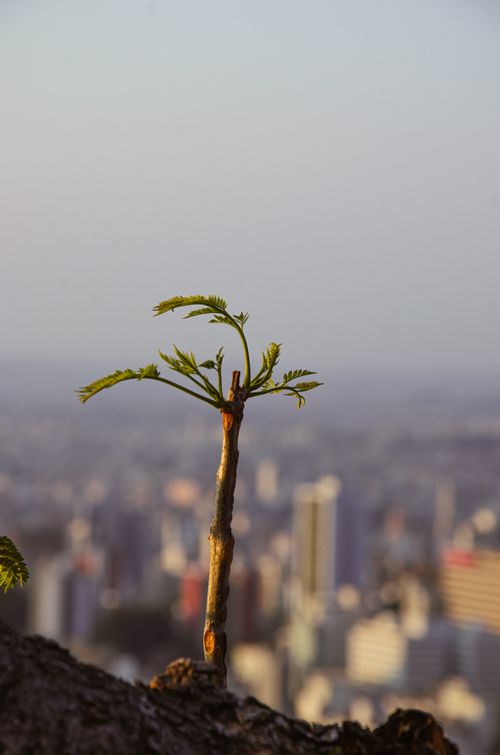 Free stock photo of arms, belo horizonte, city Stock Photo