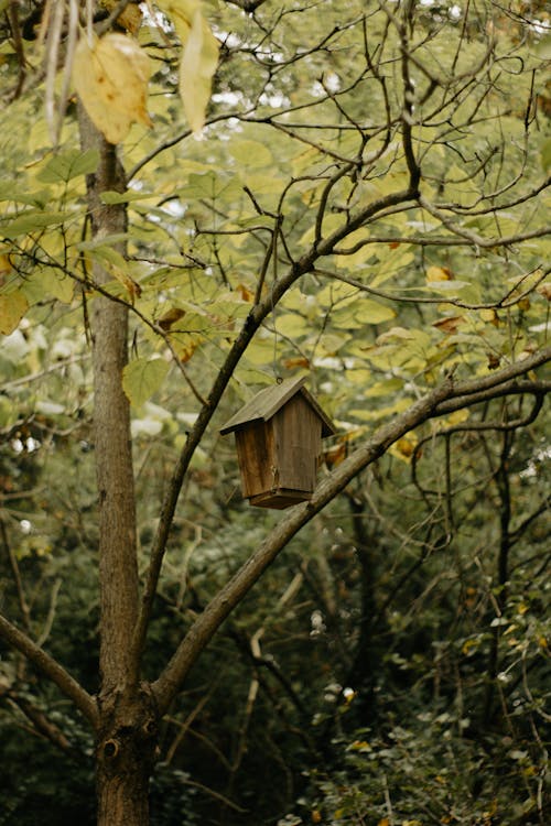 бесплатная Бесплатное стоковое фото с вертикальный выстрел, ветви, дерево Стоковое фото