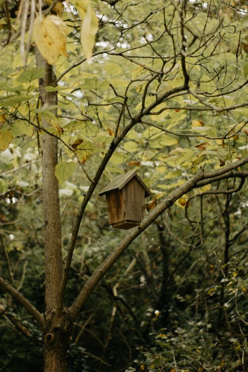 Free Wooden birdhouse perched on a tree branch surrounded by lush forest foliage. Stock Photo
