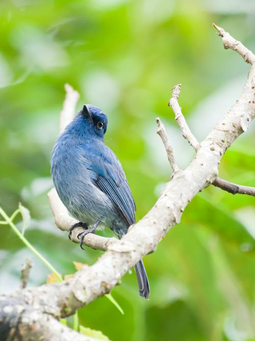 Blue Bird on Brown Tree Branch