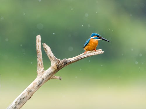 Small Bird on a Branch of Tree