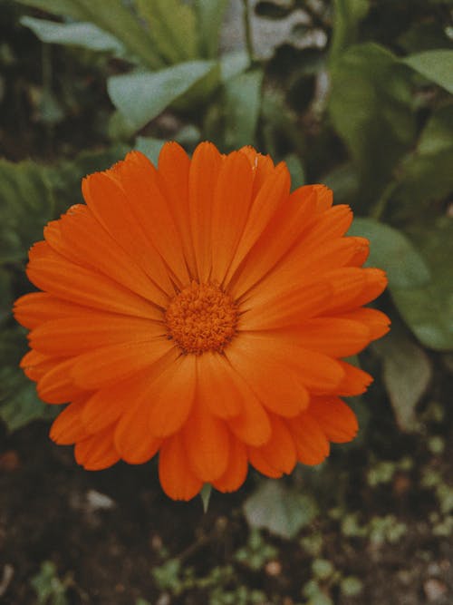 Základová fotografie zdarma na téma detail, květinová fotografie, kvetoucí