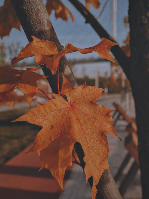 Brown Maple Leaf in Close Up Photography