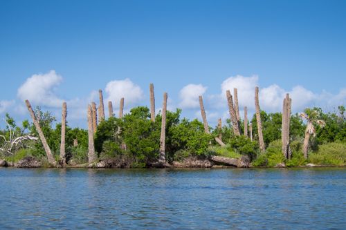 Free Panoramic view of a wetland with clear blue skies and lush greenery. Stock Photo