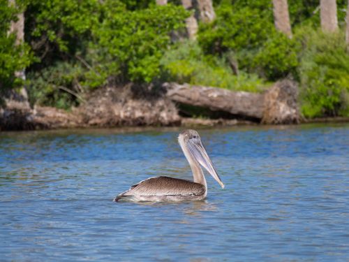 Free A pelican swims gracefully on a serene lake surrounded by lush greenery, creating a peaceful nature scene. Stock Photo