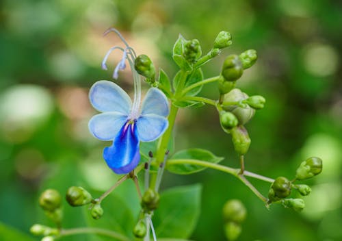 Free A Blooming Blue Flower in Close-up Shot Stock Photo