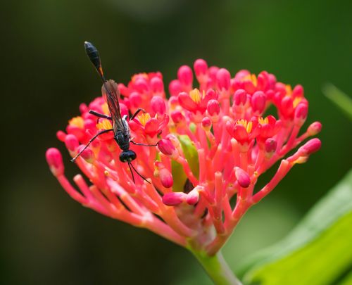 Free A detailed view of a wasp on vibrant red flowers, illustrating pollination in nature. Stock Photo