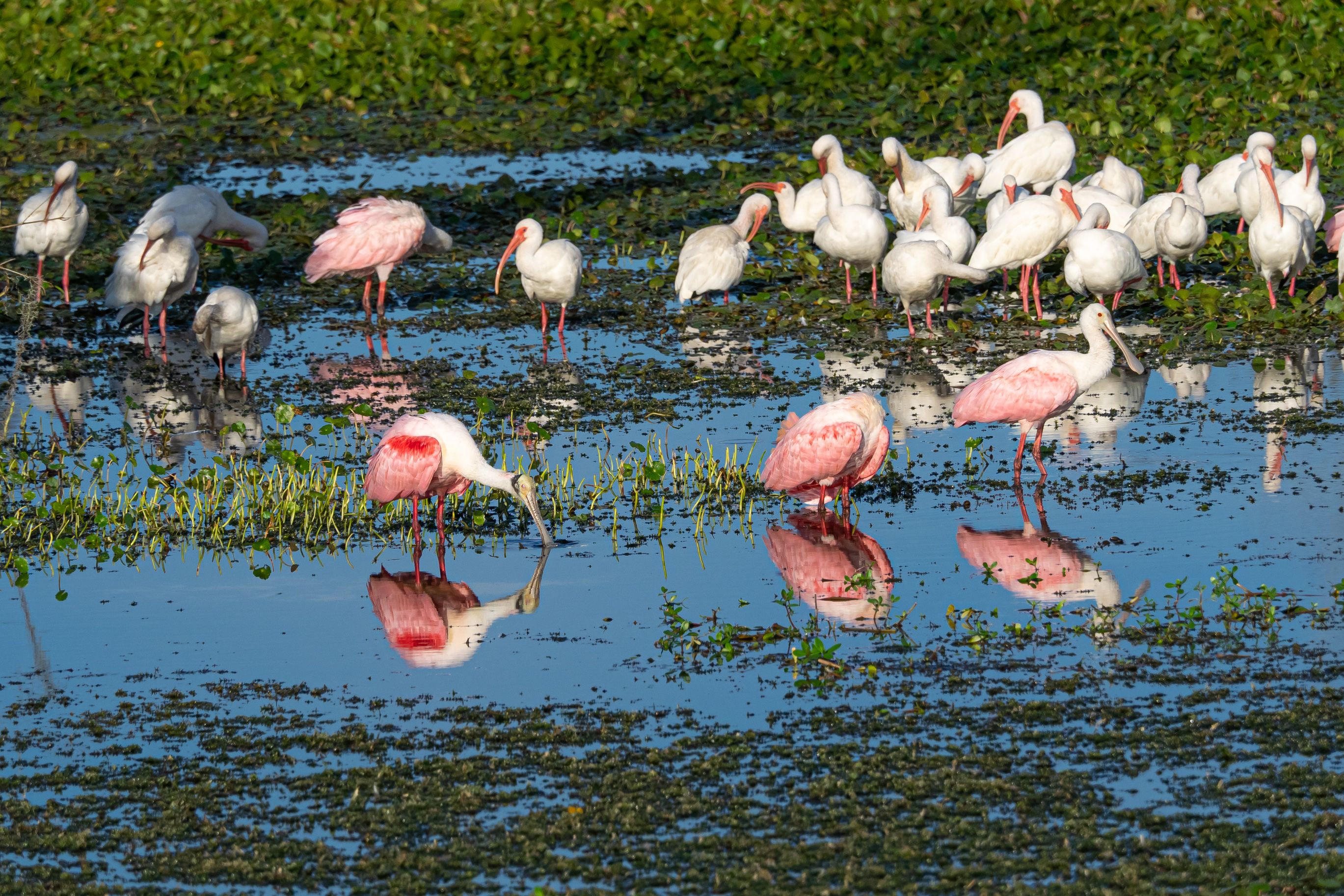 Pink Ibis Images Photos, Download The BEST Free Pink Ibis Images Stock ...