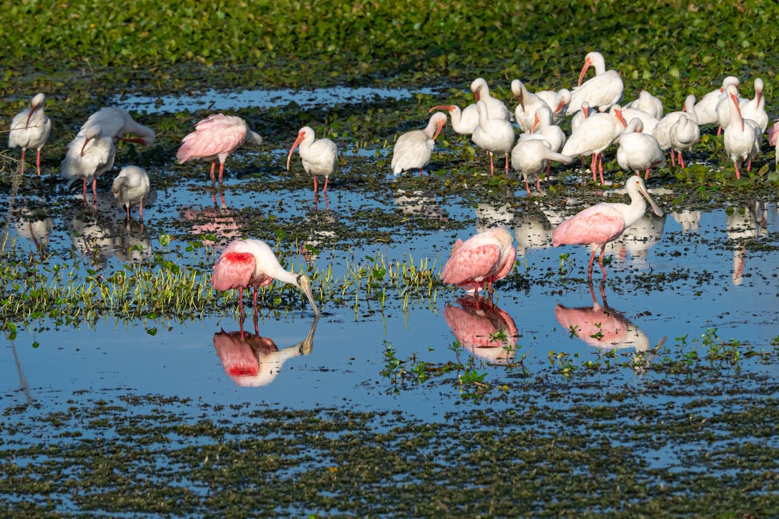 White Flamingos on Water