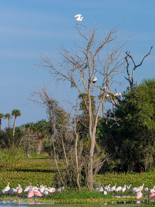 Бесплатное стоковое фото с вертикальный выстрел, ветвь, голое дерево