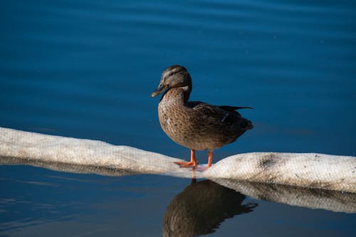 Wild Duck on Body of Water