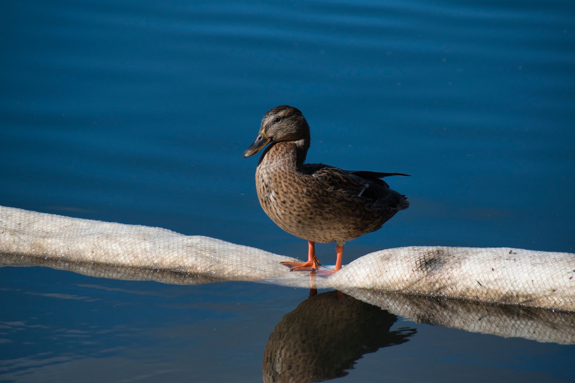 Tail Examples What does it mean when a duck wags their tail? - The Institute for ...