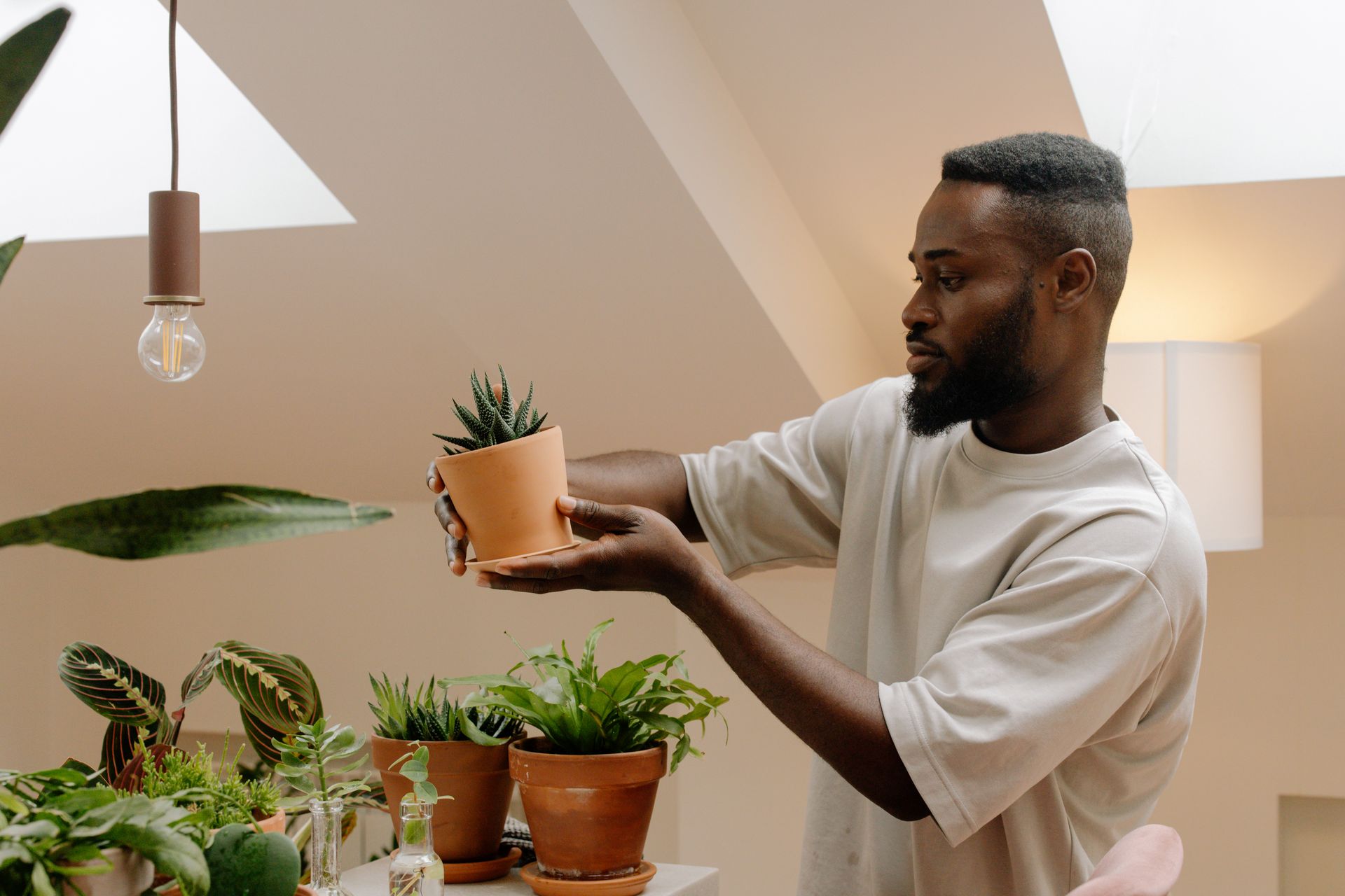 African American man admiring a potted succulent under natural light indoors. Modern home aesthetics.