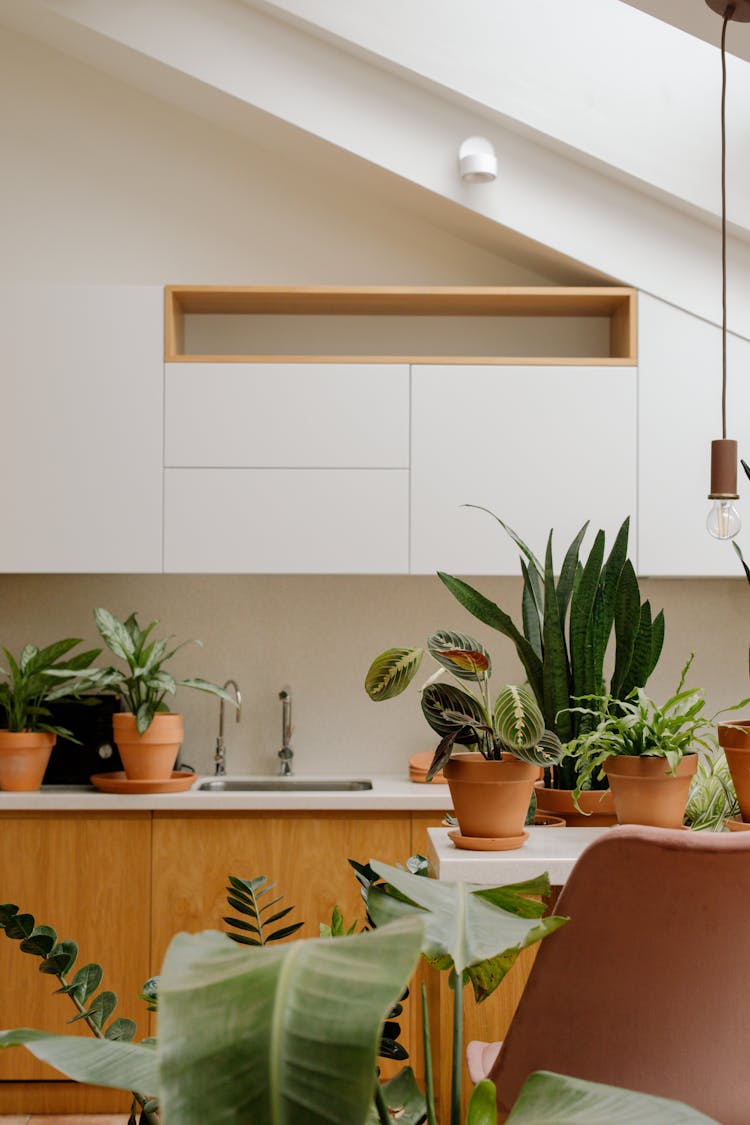 Potted Plants On A Kitchen Counter