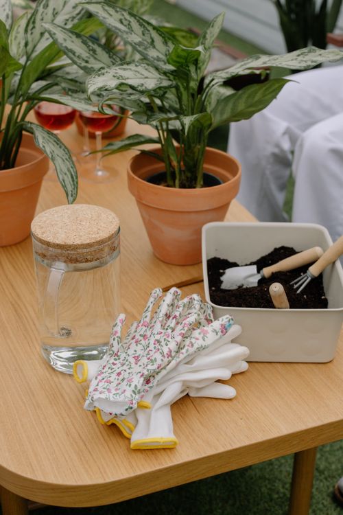 Free A serene indoor gardening setup with potted plants, tools, and gloves on a wooden table. Stock Photo