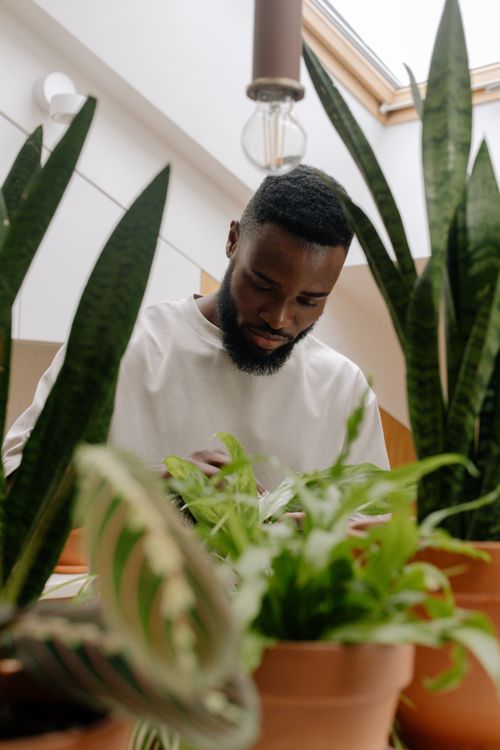 Free A man tending to various potted houseplants indoors, captured in a serene moment. Stock Photo