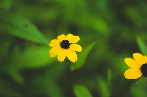 Yellow Flowers in Tilt Shift Lens