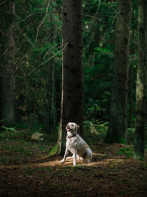 Yellow Labrador Retriever Beside Tree