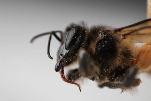 Black and Brown Bee in Macro Photography