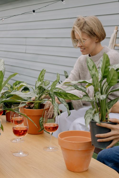 Free Caucasian woman gardening outdoors with potted Aglaonema plants and glasses of red wine on a wooden table. Stock Photo