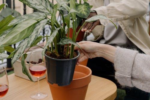 People Growing Plants in Pots