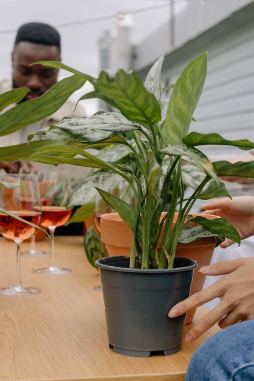 Free Close-up of a potted plant on an outdoor table, surrounded by people and glasses of rosé wine. Stock Photo
