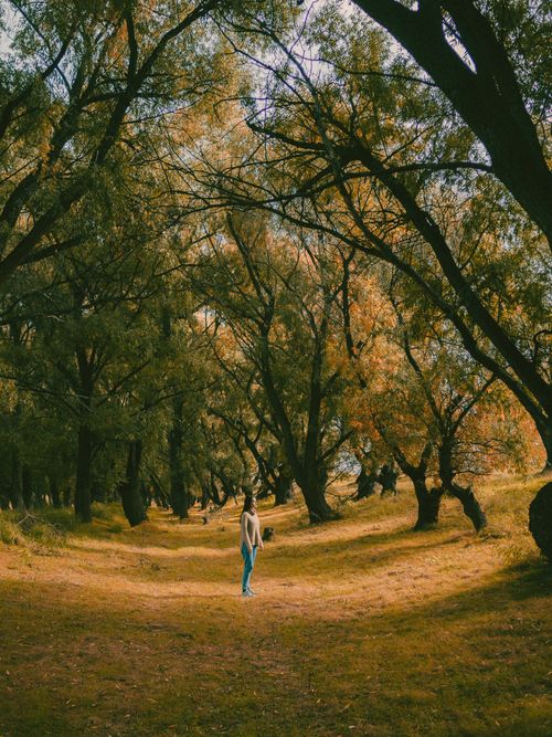 Free A woman stands in a tranquil autumn forest grove, surrounded by tall trees. Stock Photo